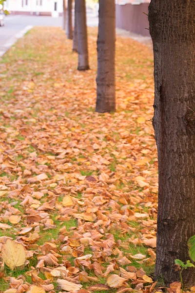 Řada stromů na podzim avenue. — Stock fotografie