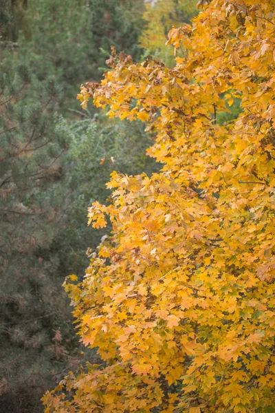 Contexte de l'érable jaune . — Photo