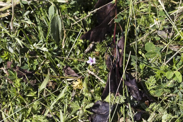 Pequena flor entre diferentes plantas . — Fotografia de Stock