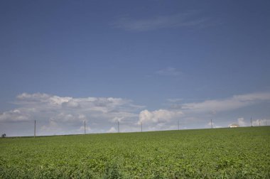 yeşil tarla ve mavi gökyüzü.