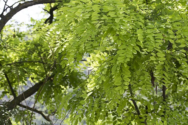 Bladeren van de acacia. — Stockfoto