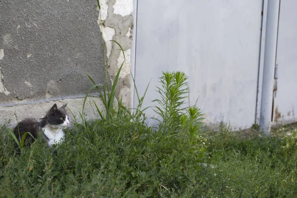Katze in einem Hinterhalt. — Stockfoto