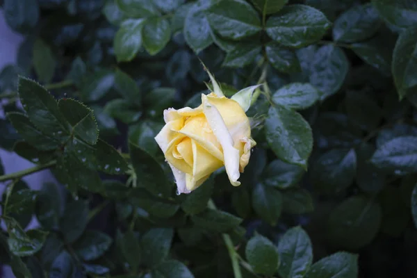 Yellow rose is after the rain. — Stock Photo, Image