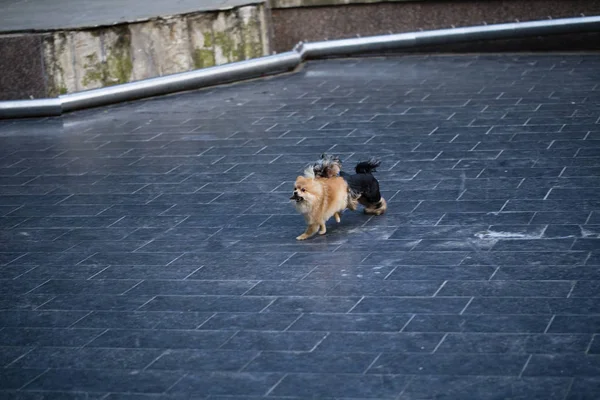 iki güzel köpekleri.