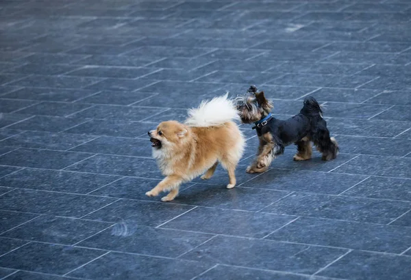 두 아름 다운 개. — 스톡 사진