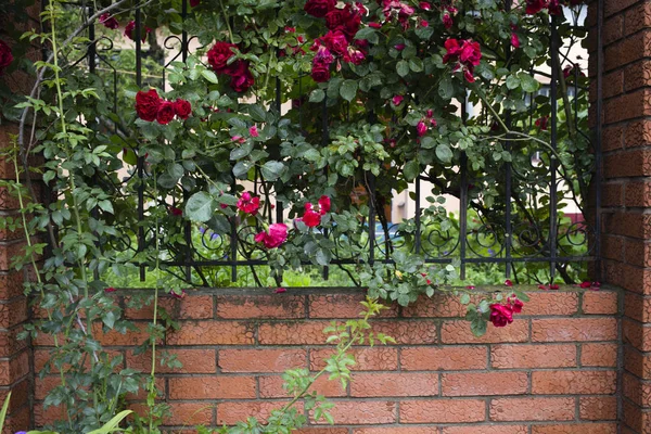 Cespuglio di rose in fiore . — Foto Stock