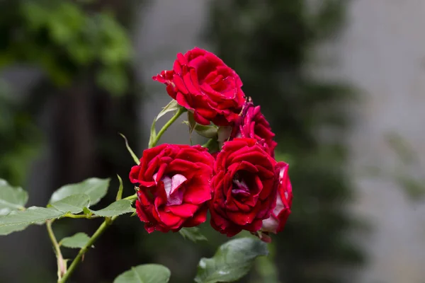 Tak van rode roos. — Stockfoto