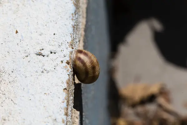 Snail climbing wall. — Stock Photo, Image