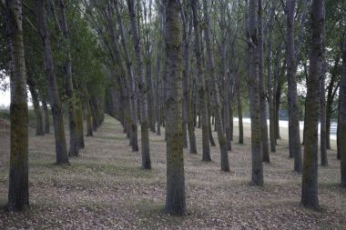 Kavak, ağaç dikme.