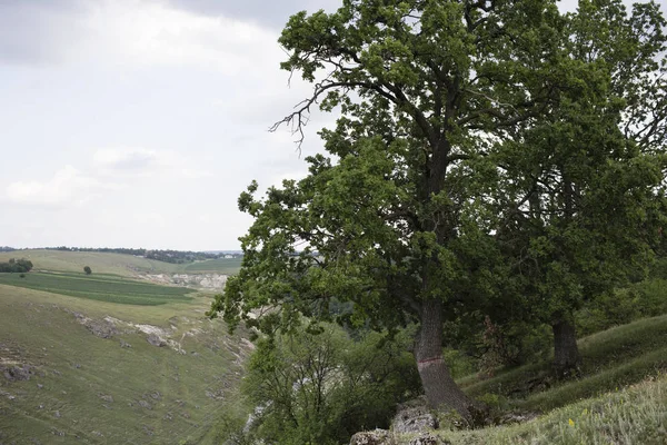 Landschap met een eik. — Stockfoto