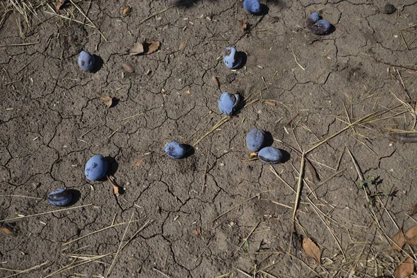 Ripe plums on the earth. — Stock Photo, Image