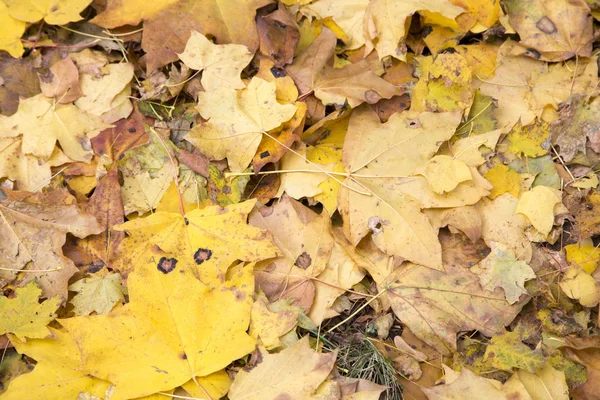 Imagen de un hermoso otoño . — Foto de Stock