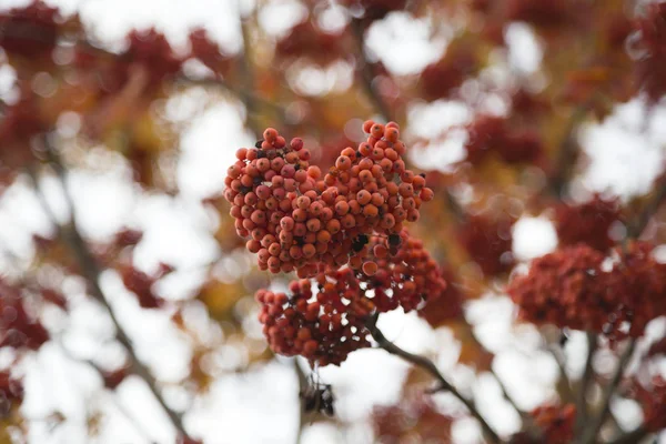 Picture of a beautiful autumn. — Stock Photo, Image