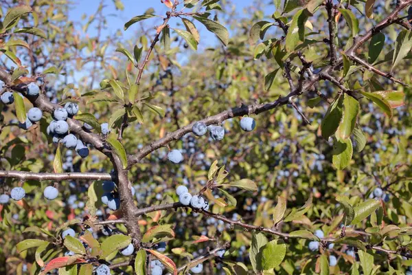 Berries of a blackthorn. — Stock Photo, Image