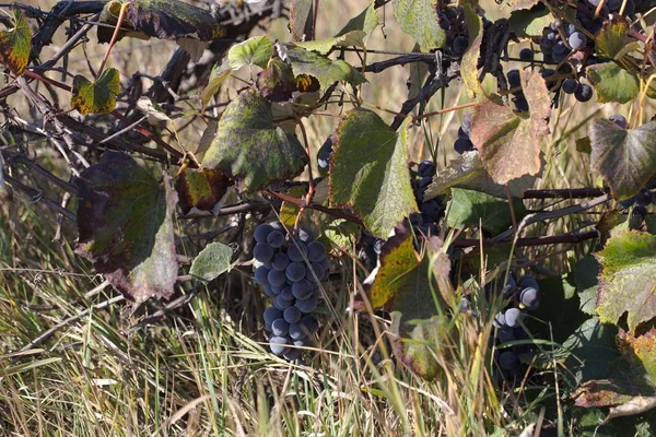 Hybridní vitis labrusca a vinifera. — Stock fotografie