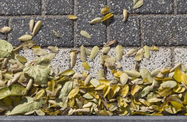 Güzel sonbahar çizimler.