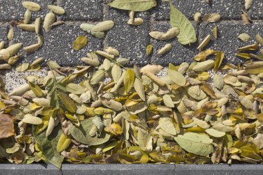 Güzel sonbahar çizimler.