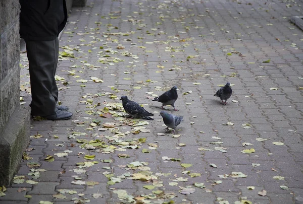 Vagabundo e pombas . — Fotografia de Stock