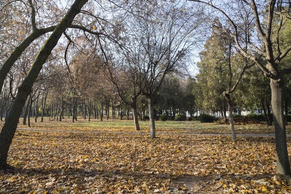 Stadtlandschaft im Herbst. — Stockfoto