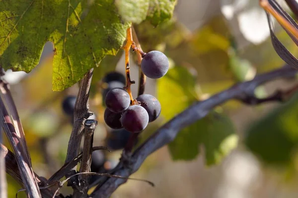 Hybrid of vitis labrusca and vinifera. — Stock Photo, Image