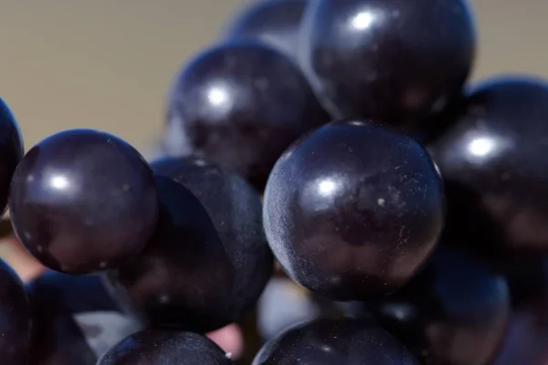 Hibrid a vitis labrusca és vinifera. — Stock Fotó