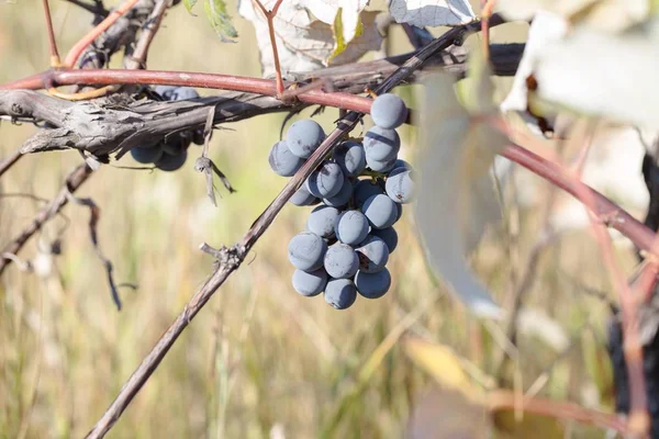 Υβρίδιο vitis labrusca και vinifera. — Φωτογραφία Αρχείου
