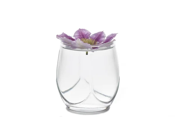 Květ claster v sklenici. — Stock fotografie