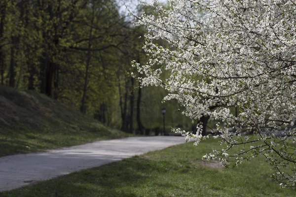 Lente in het park. — Stockfoto