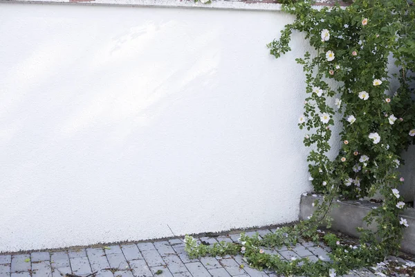 Witte muur en hond-rose. — Stockfoto