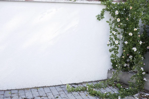 Pared blanca y rosa perro . — Foto de Stock