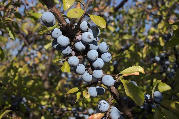 Berries of a blackthorn. — Stock Photo, Image