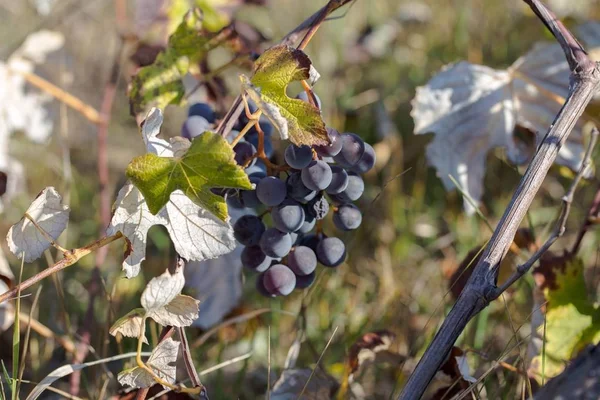 Hybrid of vitis labrusca and vinifera. — Stock Photo, Image