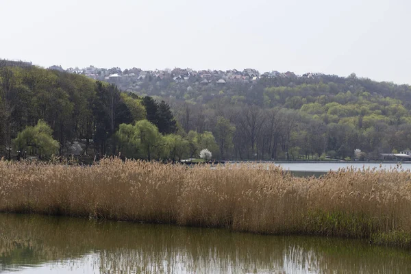 Roseau sec sur le lac . — Photo