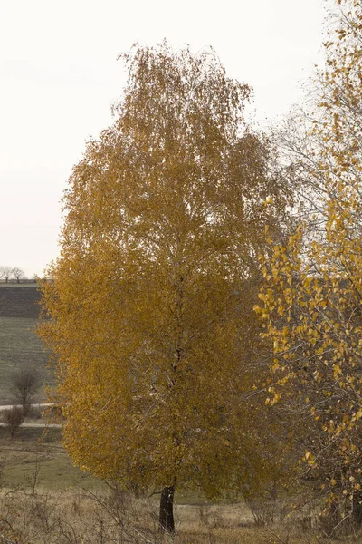 Yellowed leaves of birch. — Stock Photo, Image