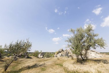 Rusya zeytin, yatay.