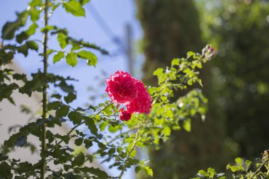 Bir yaz gününde gül çiçek.