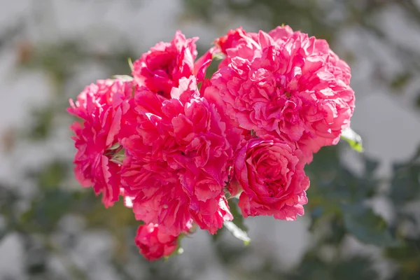 Blomstrende roser på en sommerdag . – stockfoto