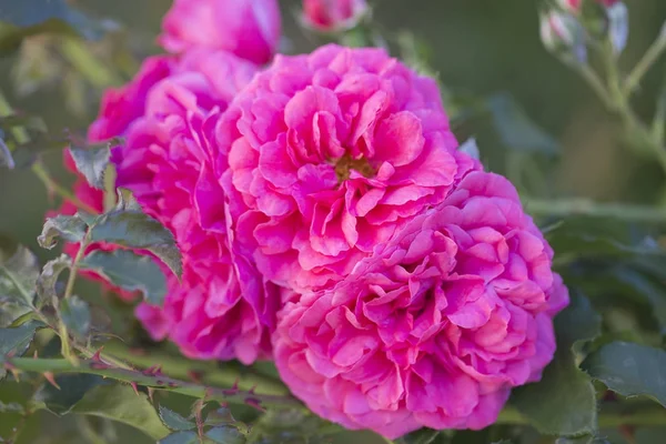 Blomstrende roser på en sommerdag . – stockfoto