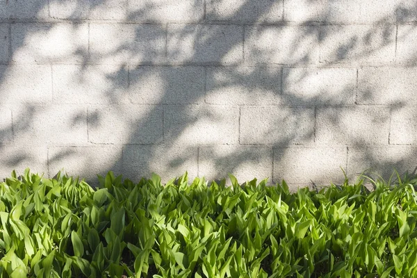 Lente zon achtergrond. — Stockfoto