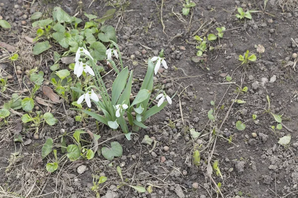 kıştan sonra ilk çiçek.