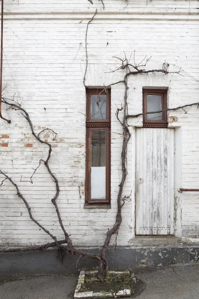 Grapevine twines about the wall. — Stock Photo, Image