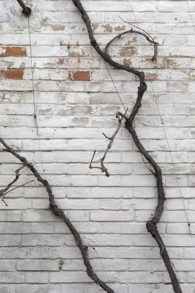 Grapevine touwen over de muur. — Stockfoto