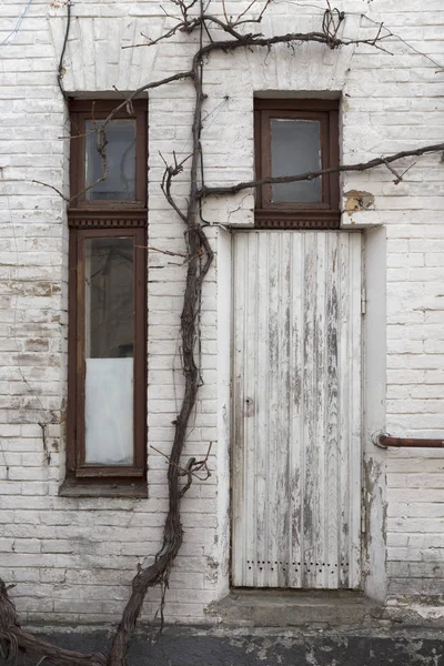 Grapevine vláken o zeď. — Stock fotografie