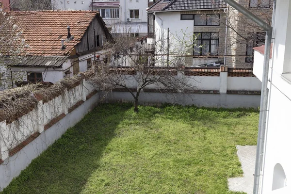 Albero solitario vicino a una recinzione di pietra . — Foto Stock