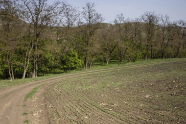 Erken ilkbaharda görüntüleme.