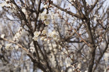 kiraz çiçek ağaç.