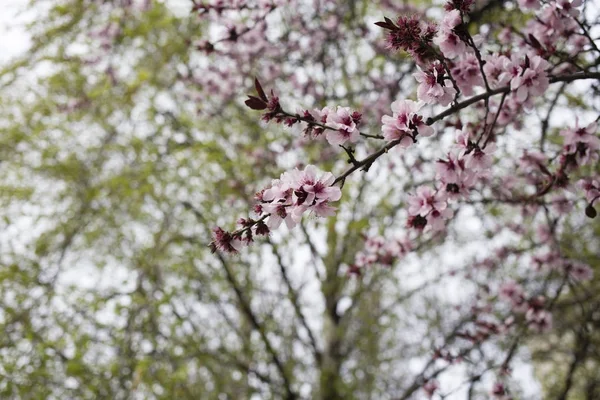 Çiçek açan erik ağacı.