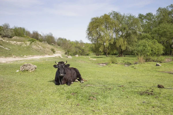 Mucca nera su un pascolo . — Foto Stock