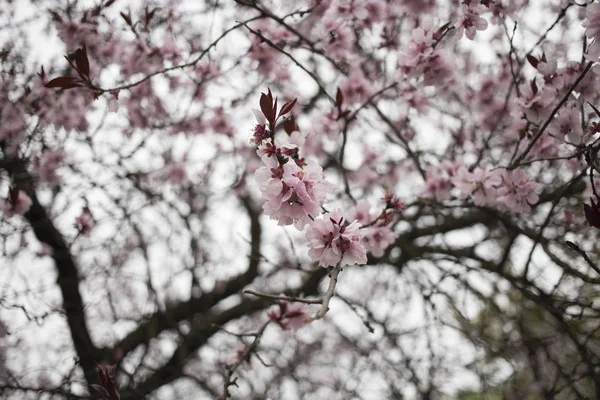 Güzel pembe Çin kiraz. — Stok fotoğraf