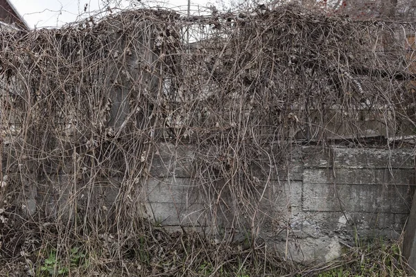 Droge klimmen plant. — Stockfoto